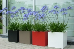 foto's 4 polyester plantenbakken met agapanthus (groot)003